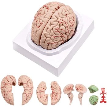 Модель человеческого мозга, анатомическая модель человеческого мозга в натуральную величину с подставкой для дисплея, для изучения естественных наук в классе и демонстрации преподавания